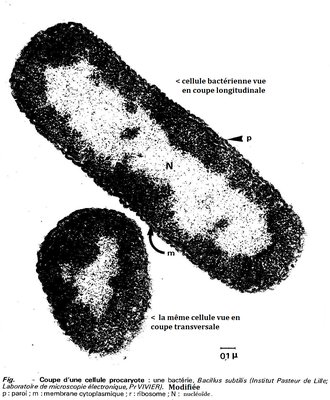 Cellule bactérienne.jpg